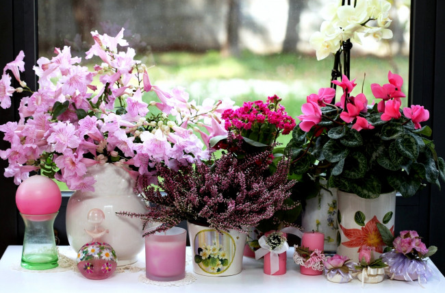 Обои картинки фото цветы, разные, вместе, цикламен, вереск, свечи, каланхоэ