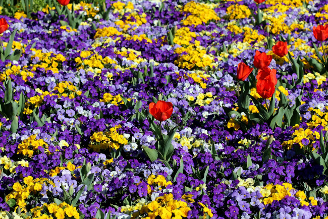Обои картинки фото цветы, разные, вместе, виола, тюльпаны
