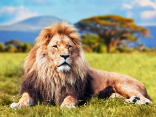 Картинка животные львы трава пейзаж лев