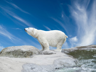 Картинка животные медведи белый медведь голубое небо