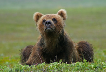 Картинка животные медведи медведь
