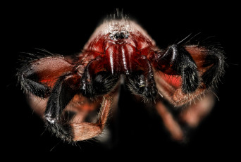 Картинка животные пауки насекомое макросъемка