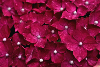 Картинка цветы гортензия макро