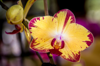 Картинка цветы орхидеи макро