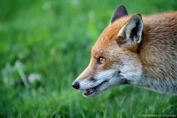 Картинка животные лисы морда профиль рыжая