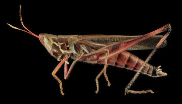 Картинка животные кузнечики +саранча насекомое макросъемка