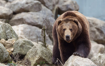 Картинка животные медведи взгляд медведь камни
