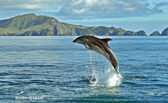 Обои картинки фото животные, дельфины, дельфин, море, вода, брызги