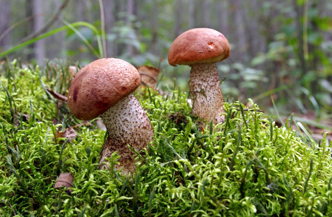 Обои картинки фото природа, грибы, пара