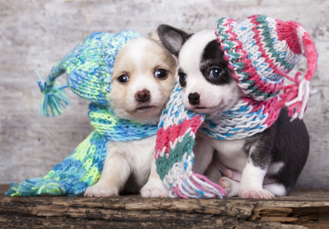 Обои картинки фото животные, собаки, шарфы, шапки, щенки