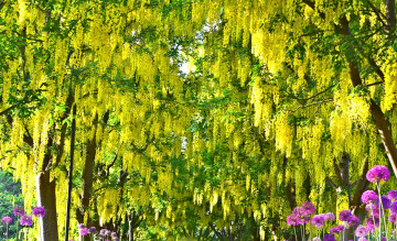 Картинка цветы глициния красота гроздья желтый алиум вистерия