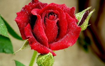 Картинка цветы розы красный макро капли