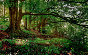 Картинка природа лес деревья подлесок трава