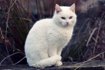 Картинка животные коты боке кошка белый трава кот