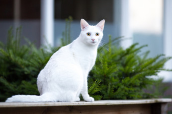 Картинка животные коты кошка взгляд усы фон белая морда