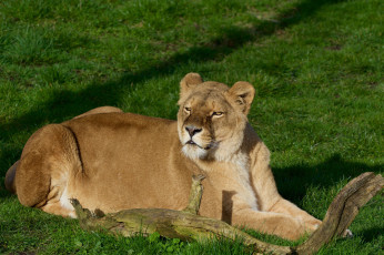 Картинка животные львы опасен животное цвет лев грива