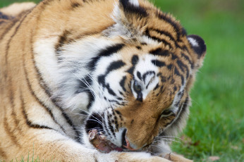 Картинка животные тигры мох тигр камень котёнок тигрёнок взгляд кошка амурский