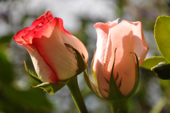 Картинка цветы розы цветок