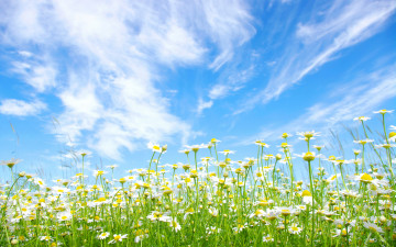 обоя цветы, ромашки, небо, солнце, голубое, поле, лето, облака
