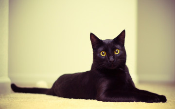 Картинка животные коты черный кошка кот