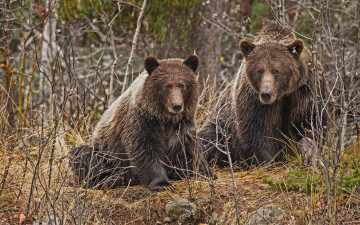 Картинка животные медведи пара бурые ветки лес