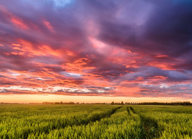 Обои картинки фото природа, восходы, закаты, небо, колея, облака, закат, нидерланды, поле