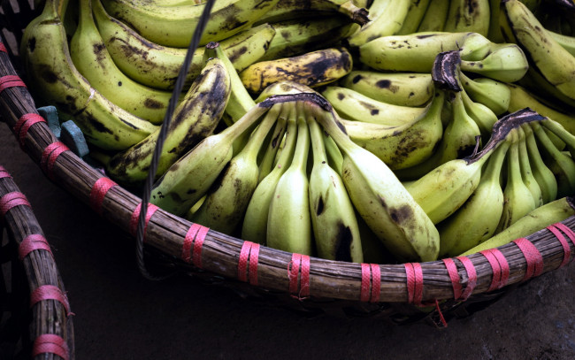 Обои картинки фото еда, бананы, много, зеленые, корзина