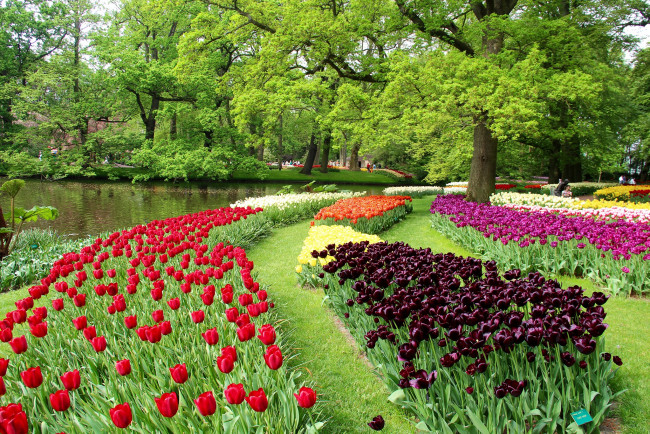 Обои картинки фото цветы, тюльпаны, парк