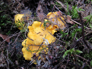 Картинка природа грибы лисички