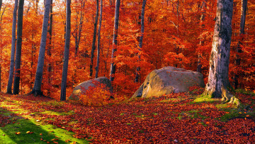 Картинка природа лес камни листья осень