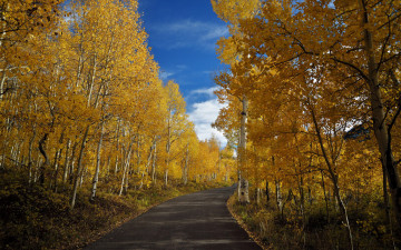 Картинка природа дороги осень шоссе листья