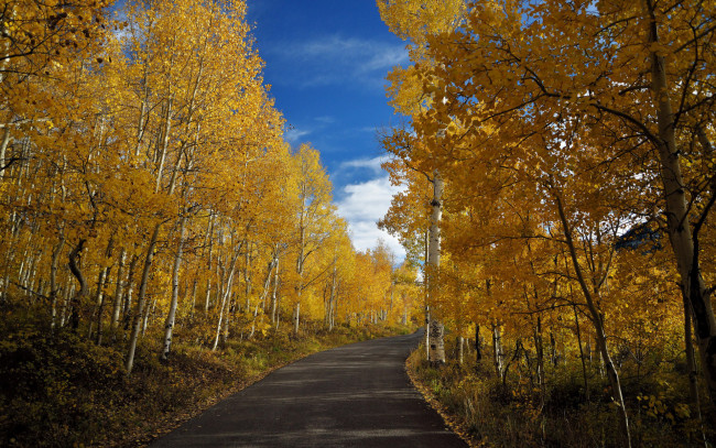 Обои картинки фото природа, дороги, осень, шоссе, листья