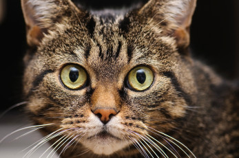 Картинка животные коты глаза взгляд морда