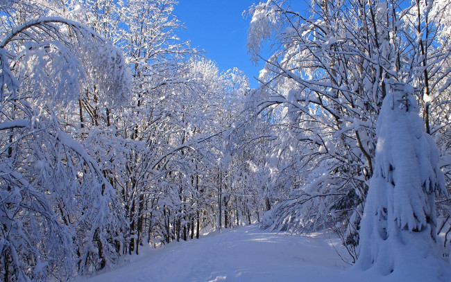 Обои картинки фото природа, зима, деревья, лес, снег