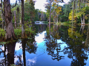 Картинка amazing plantation view природа реки озера отражение лес мостик река