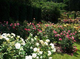 Картинка природа парк вашингтон portland s international rose gardens