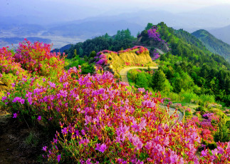 Картинка beautiful mountain view природа луга дорога горы леса цветы