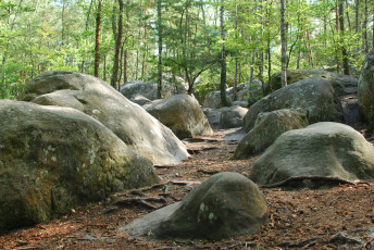 Картинка природа лес камни