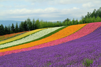 Картинка природа поля цветы поле