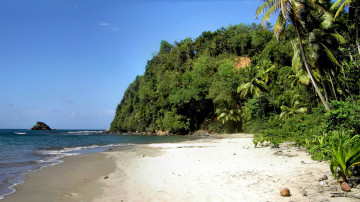Картинка природа побережье вода тропики остров океан пальмы песок орехи жара