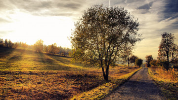 обоя morning, autumn, country, road, природа, дороги, поле, дорога, дерево