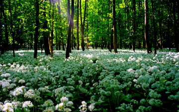 Картинка beauty of august природа лес цветы поляна