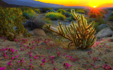 Картинка природа восходы закаты цветы пустыня кактус закат