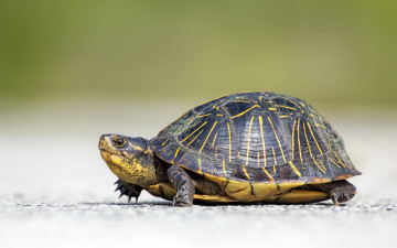Картинка животные Черепахи природа дорога черепаха