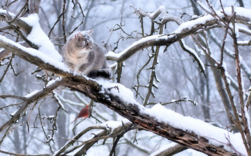 Картинка животные коты котэ снег дерево зима