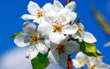 Картинка цветы цветущие деревья кустарники весна