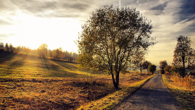 Обои картинки фото morning, autumn, country, road, природа, дороги, поле, дорога, дерево