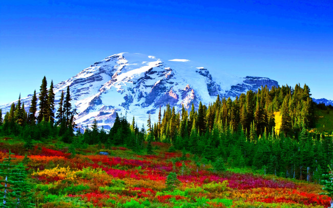 Обои картинки фото color, carpet, природа, пейзажи, снега, лес, краски, горы