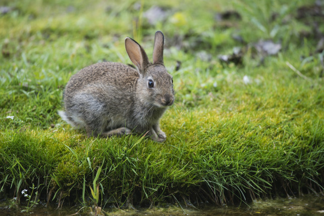 Обои картинки фото животные, кролики, зайцы, трава, зелень, заяц