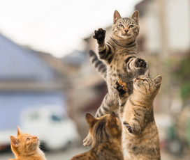 Картинка животные коты прыжок игра